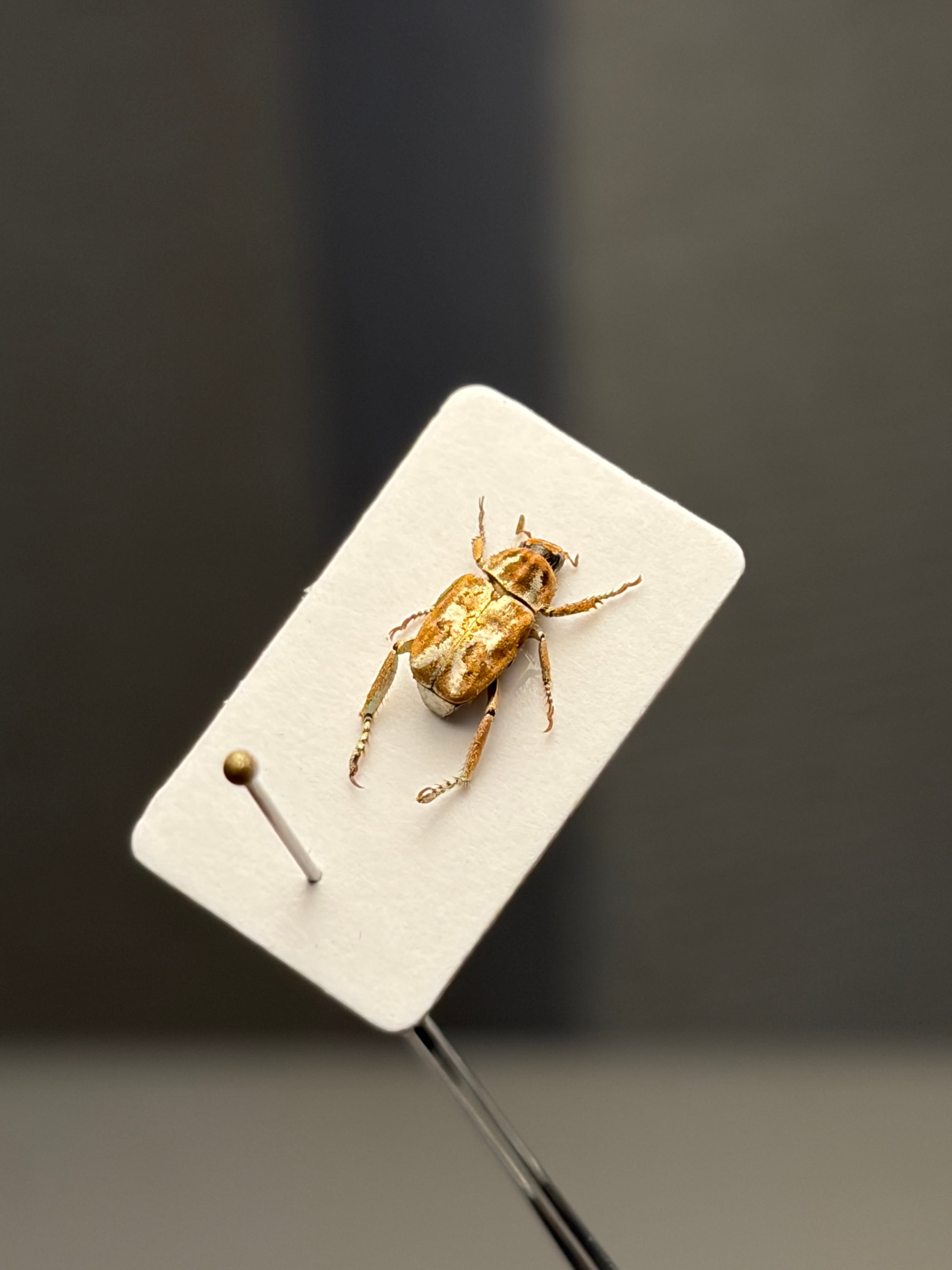 7mm】オウゴンアシナガコガネ とんでもない甲虫 標本プラチナコガネ