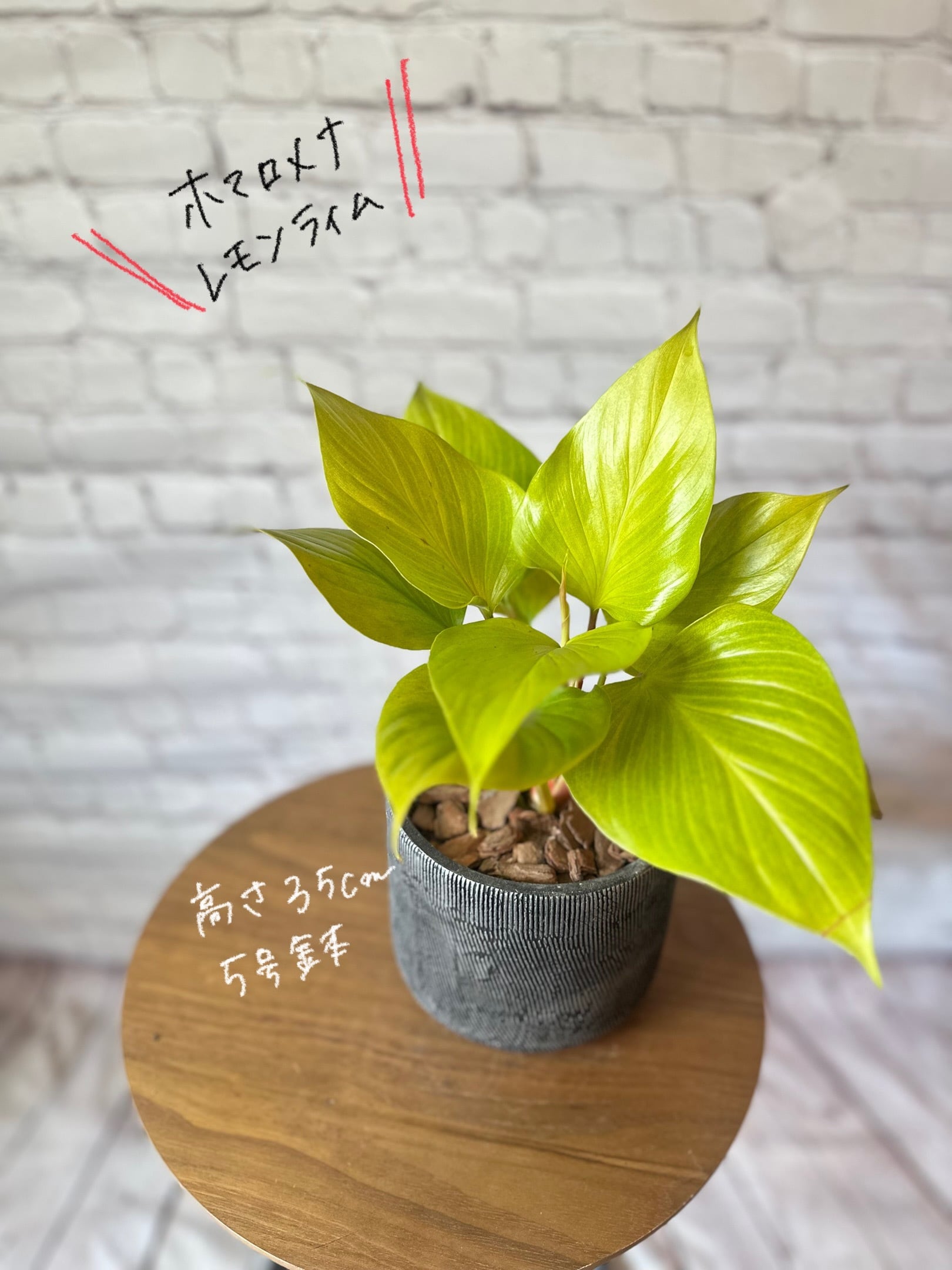 陶器鉢セット】ドラセナ ソングオブジャマイカ | Petitluxe