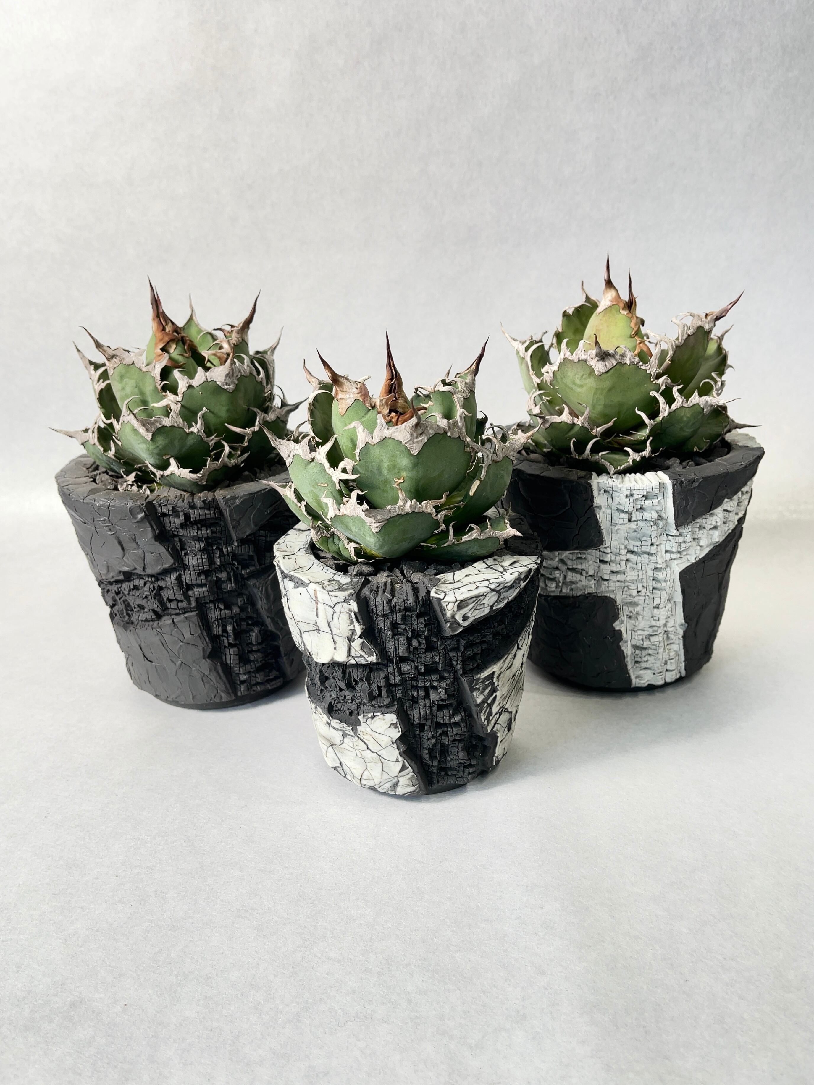 アガベ・シーザー | trigger