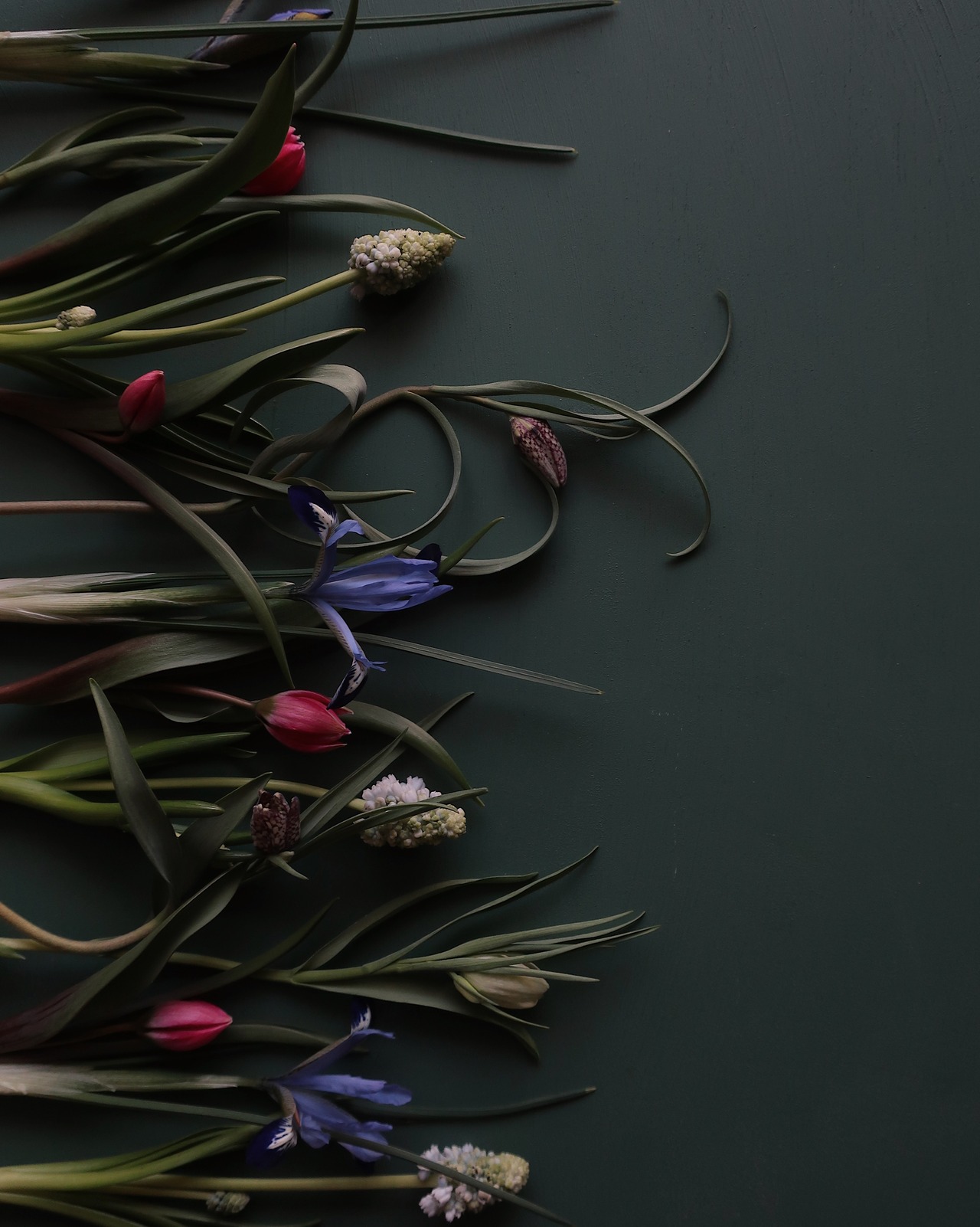 小さな球根 - mini bulb 5 piece set