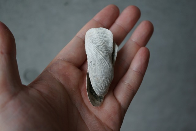 大阪産ビョウブガイ化石　Trisidos tortuosa kiyonoi 1293