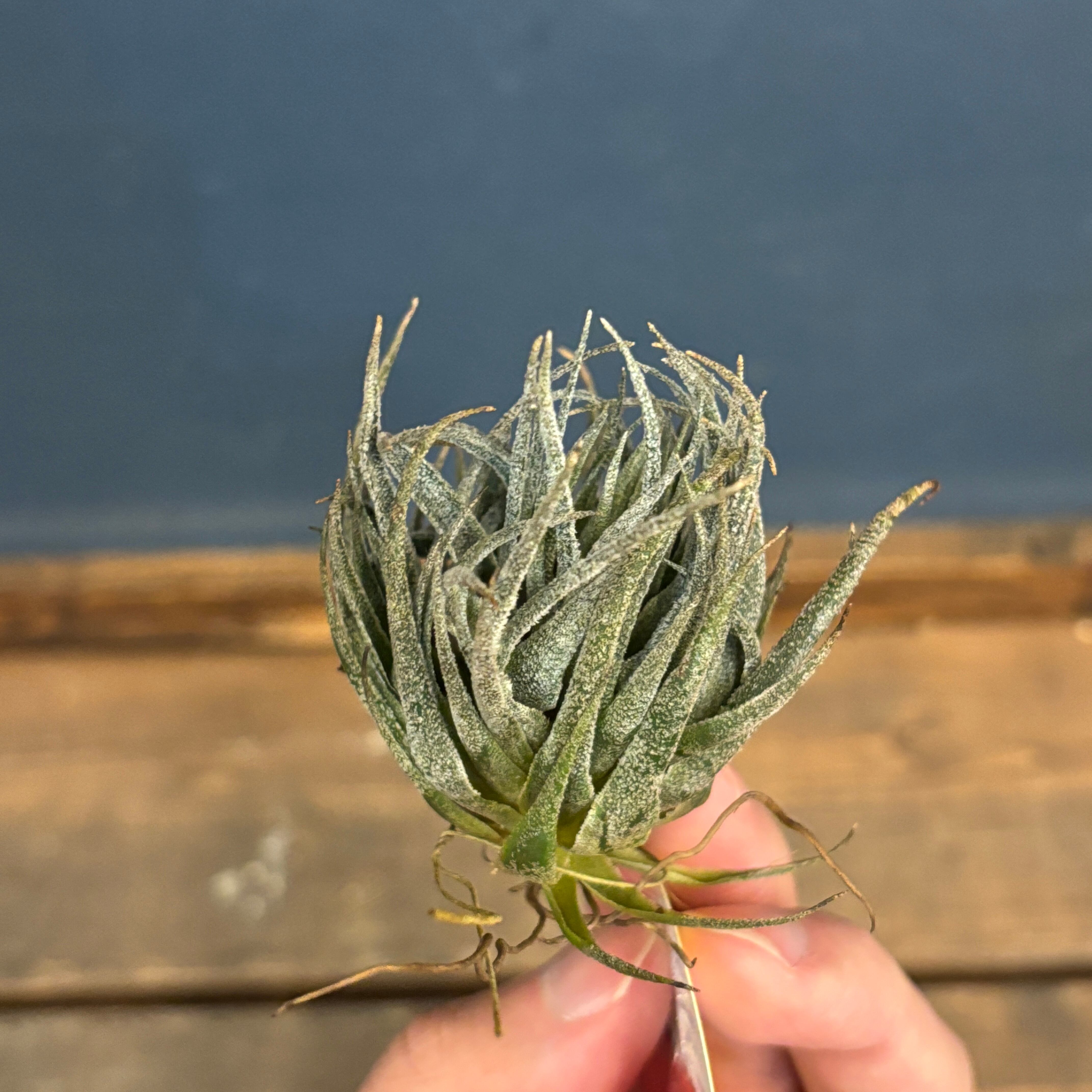 BASE抽選販売(限定価格)】 チランジア スプレンゲリアナ XXL