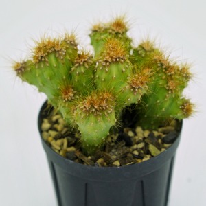 たまちゃんず農園 サボテン 金獅子