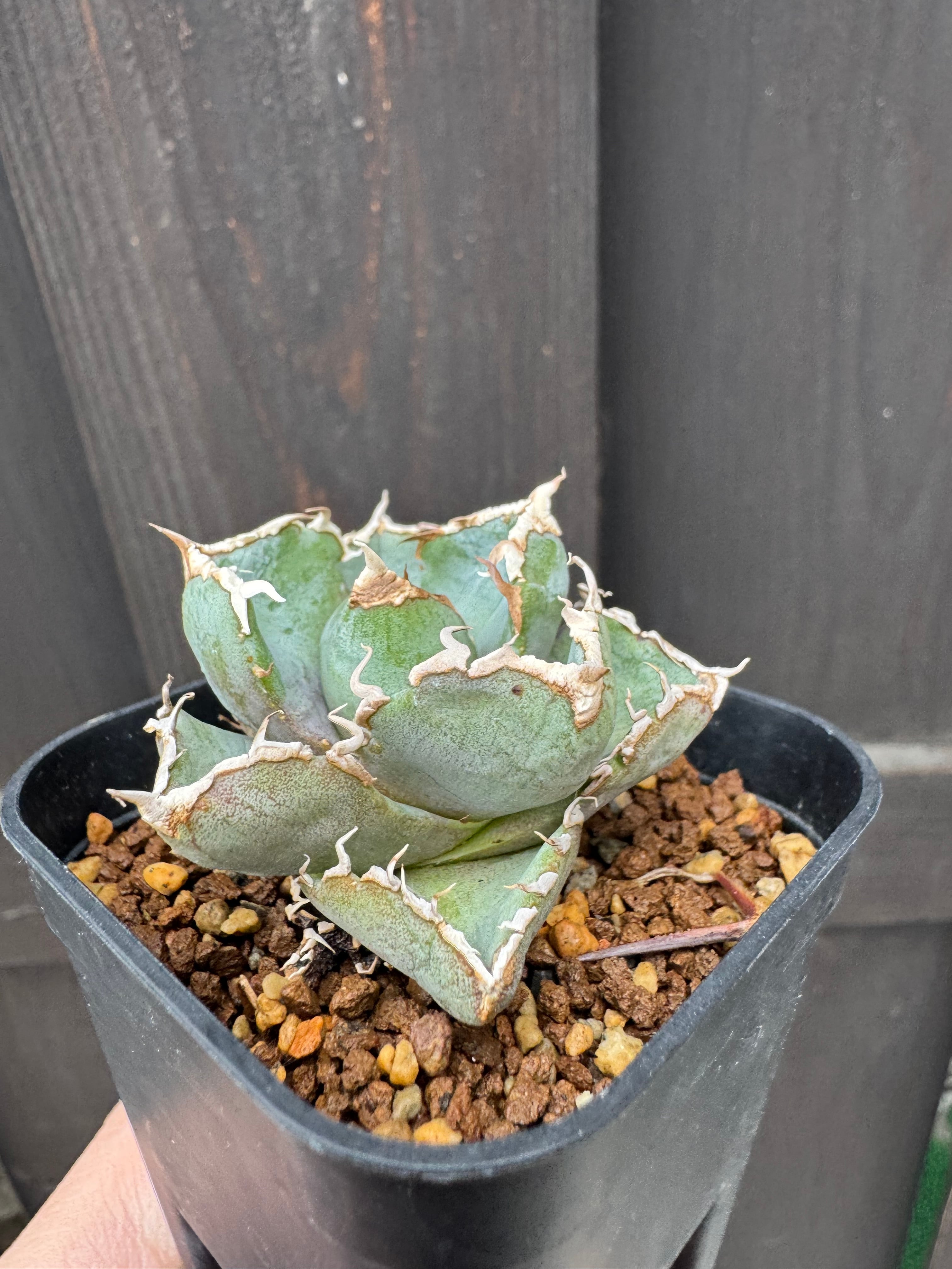 新着】Agave titanota 清桜【極上のOC苗】アガベ チタノタ '清櫻' from