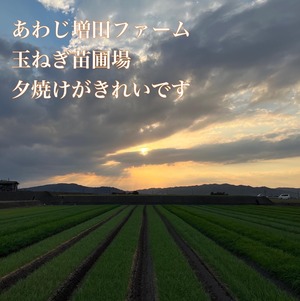 限定50箱【淡路島】春の味・サラダ新玉ねぎ（５キロ）