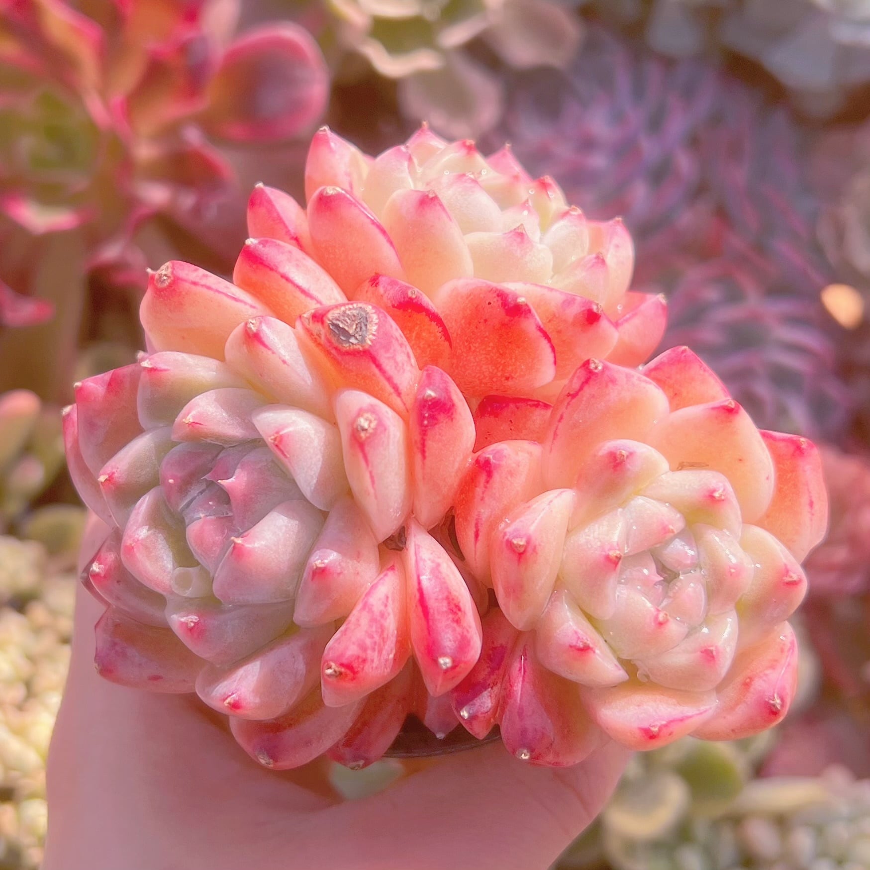 現品　Alba Beauty#627　群生　るる農園