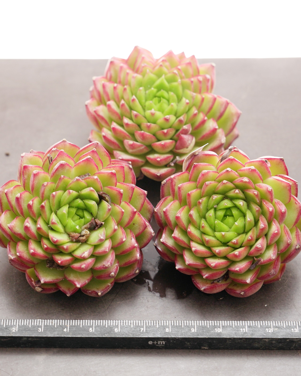 微発根カット苗 ボーンスプレマシー Echeveria 'Bourne Supremacy'