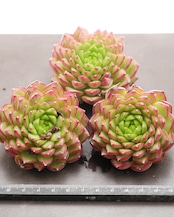 微発根カット苗 ボーンスプレマシー Echeveria 'Bourne Supremacy'