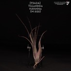 【送料無料】flexuosa M〔エアプランツ〕現品発送T3424