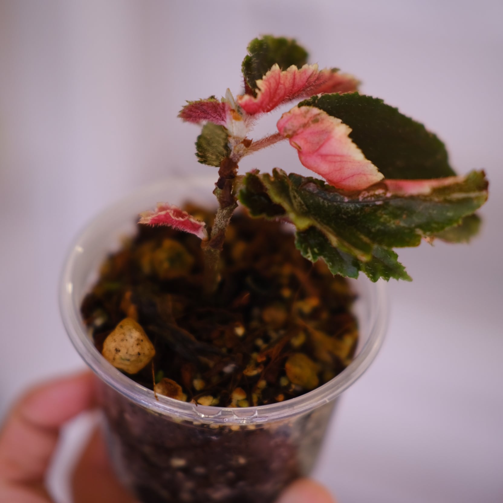 Begonia ginny galaxy│ベゴニア ジニー ギャラクシー⑥│観葉植物