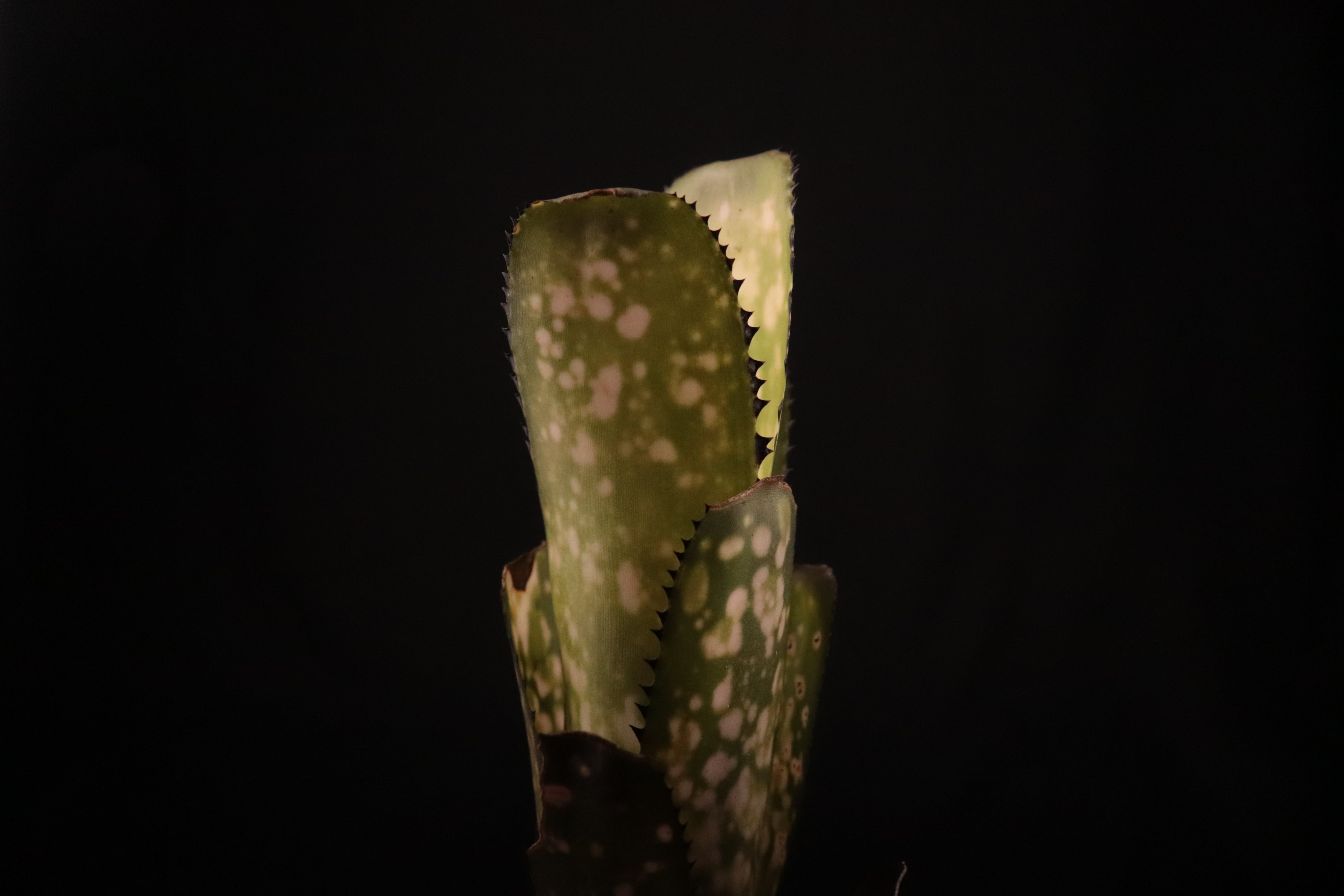 reserved】Billbergia 'Kolan Shark Bite'〔ビルベルギア〕現品発送