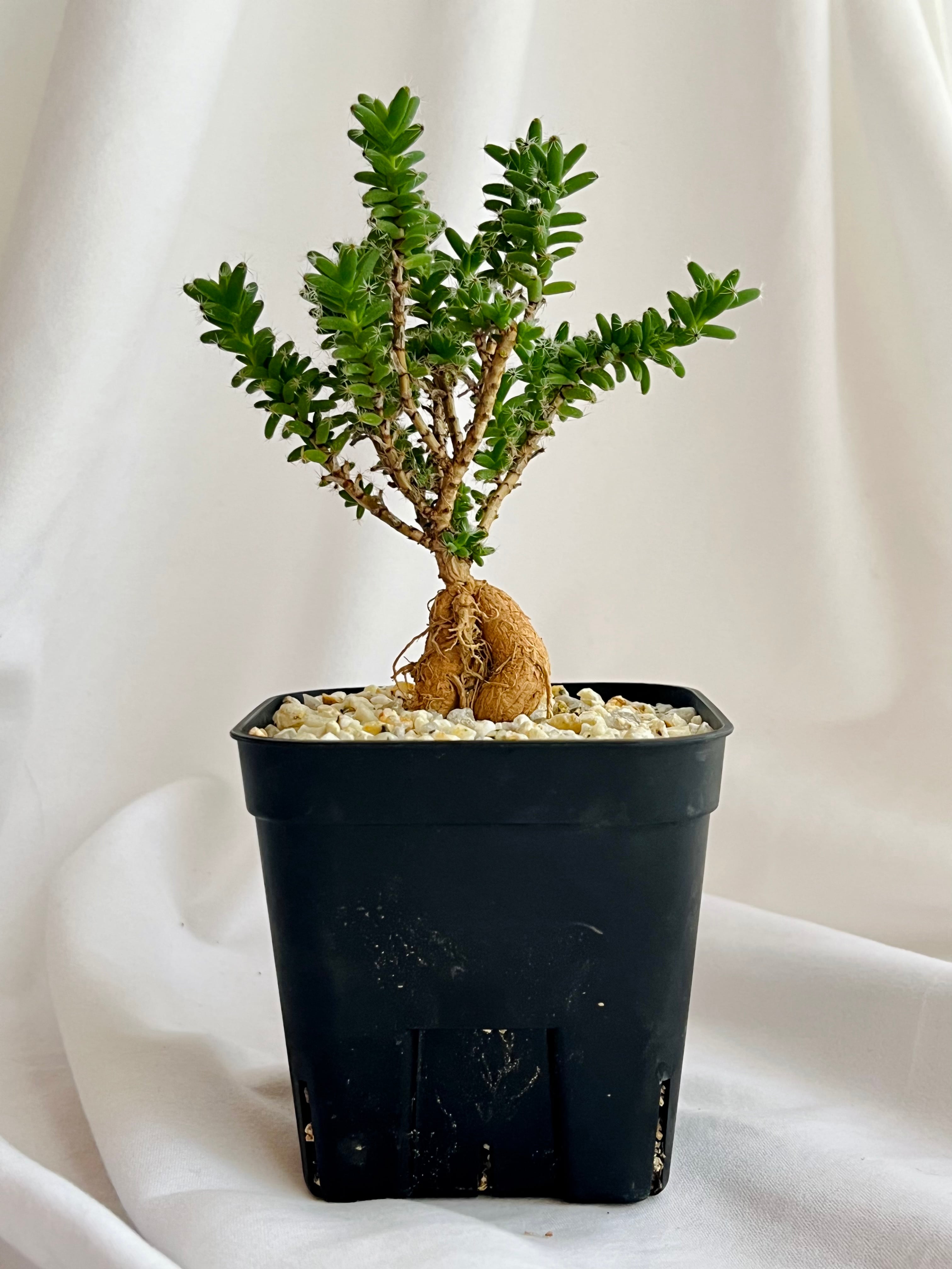 Trichodiadema densum トリコディアデマ デンサム 紫晃星 多肉植物