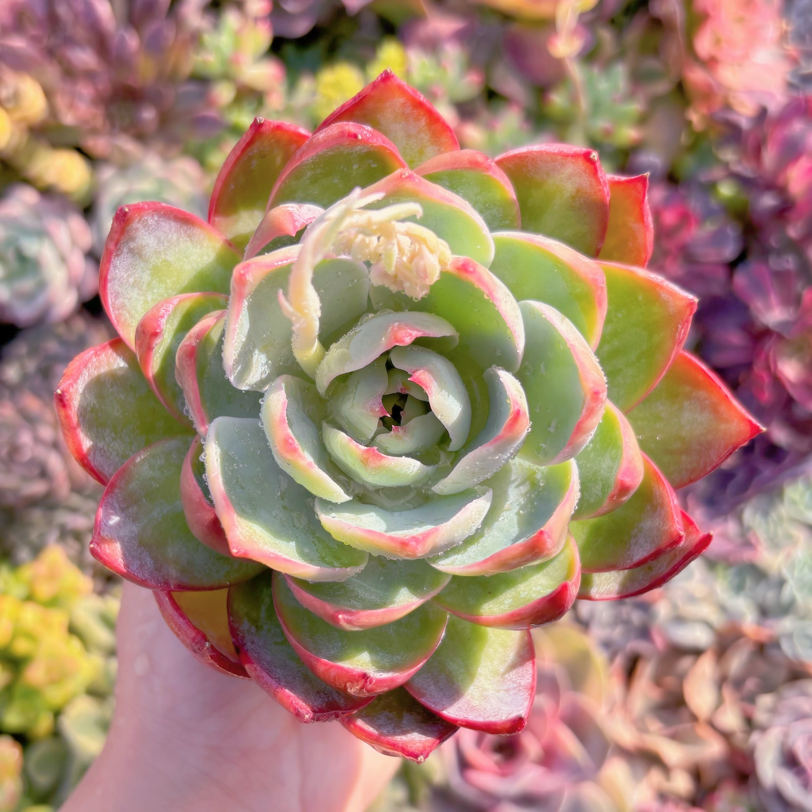 現品　カシオ#726　大苗　るる農園