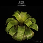 【送料無料】Vriesea fenestralis〔フリーセア〕現品発送V0077