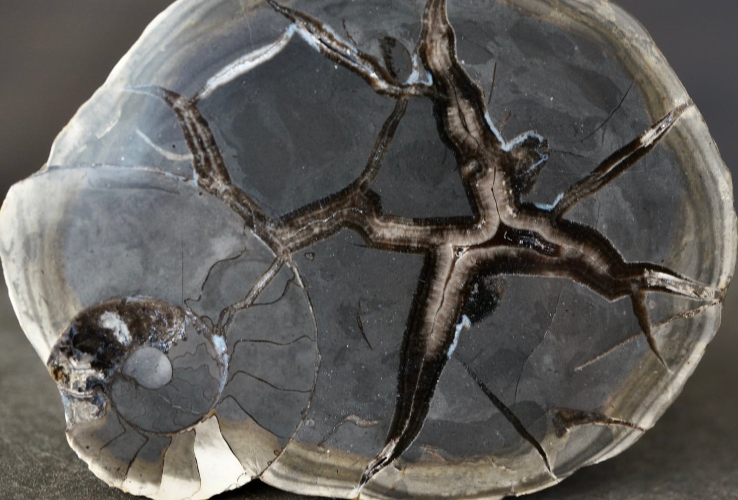 septarian | 叙景 jokei