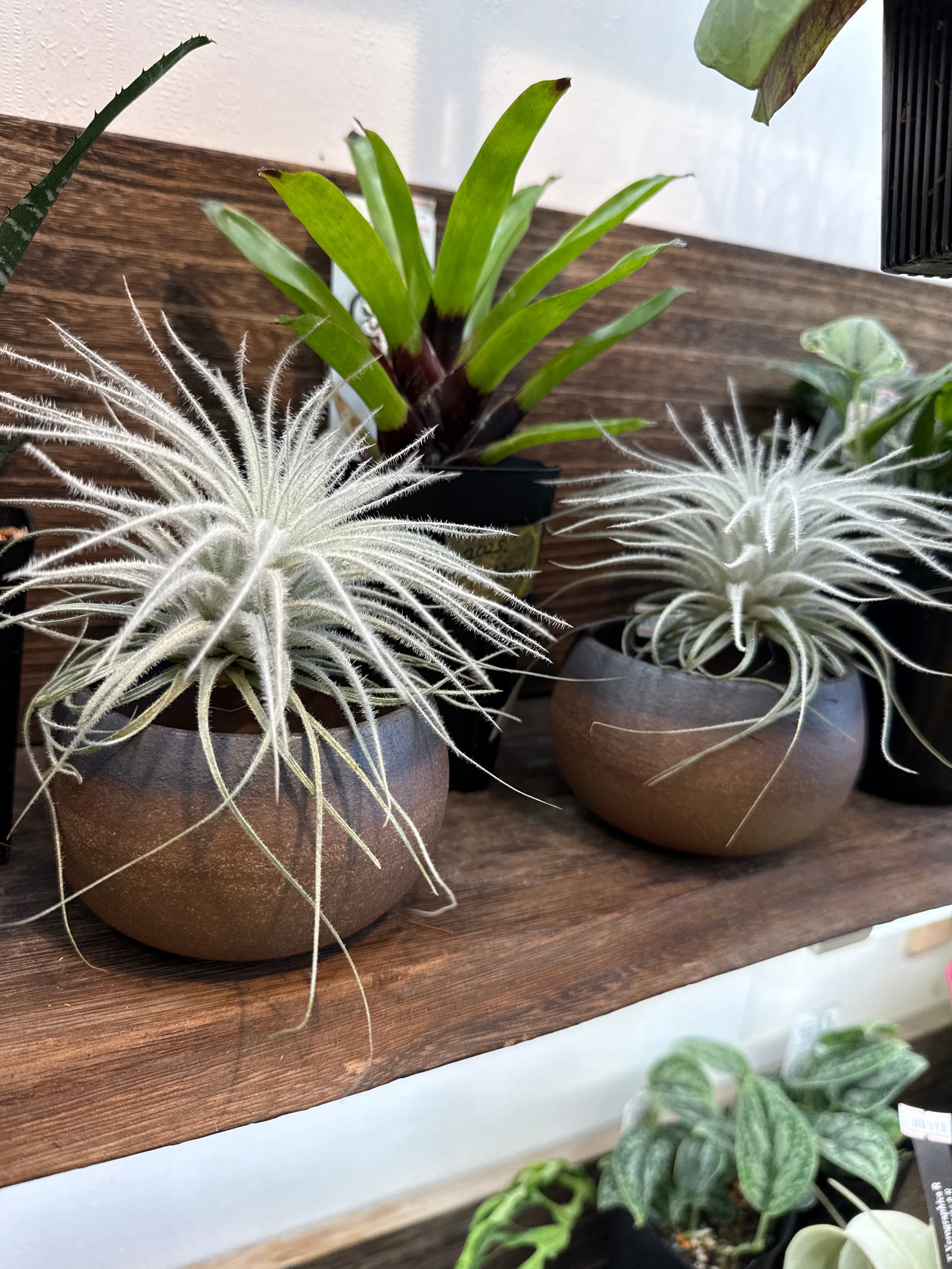 エアプランツ・タンク系 | Gardenえん 【観葉熱帯植物】