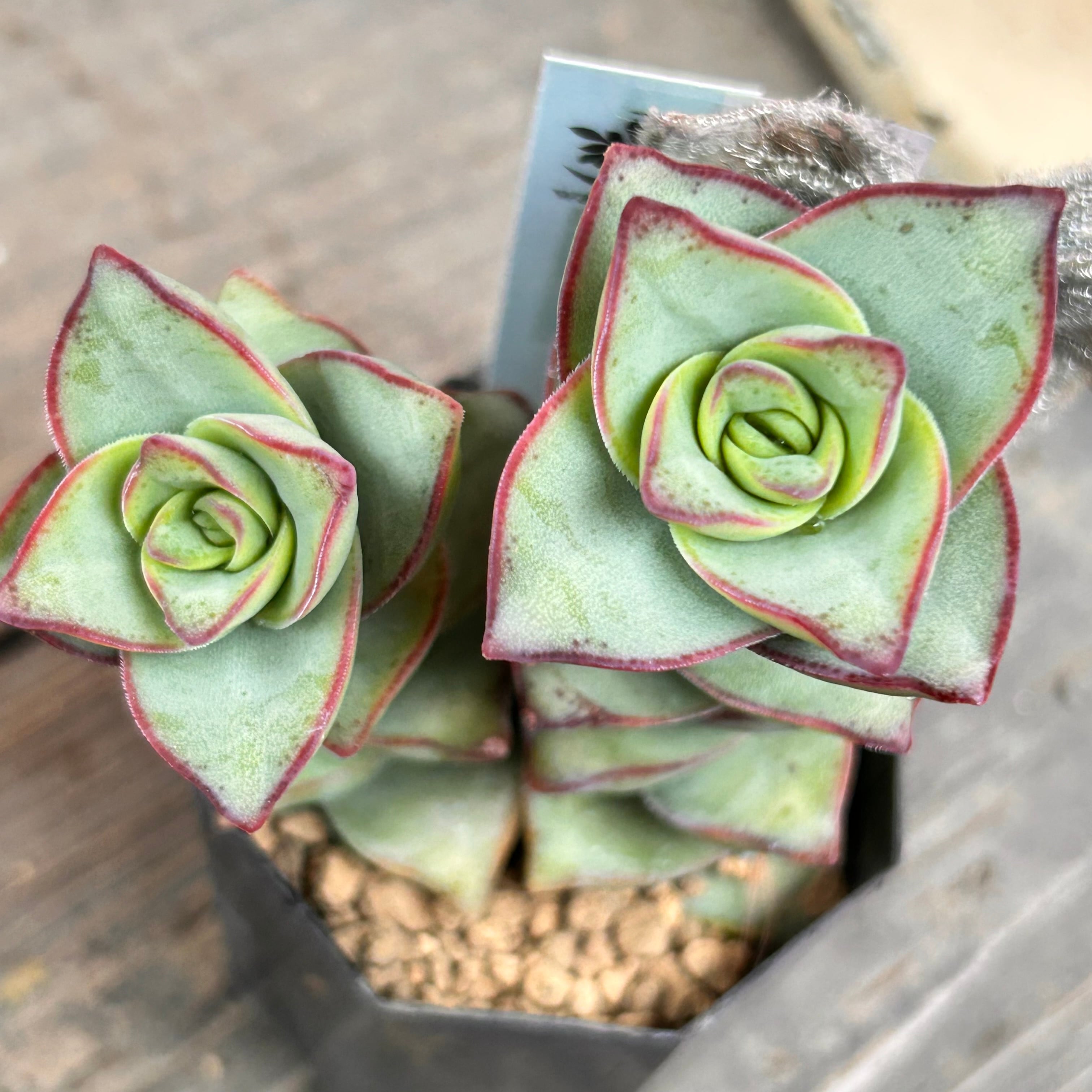 星の王子 | RuPo 多肉植物専門店