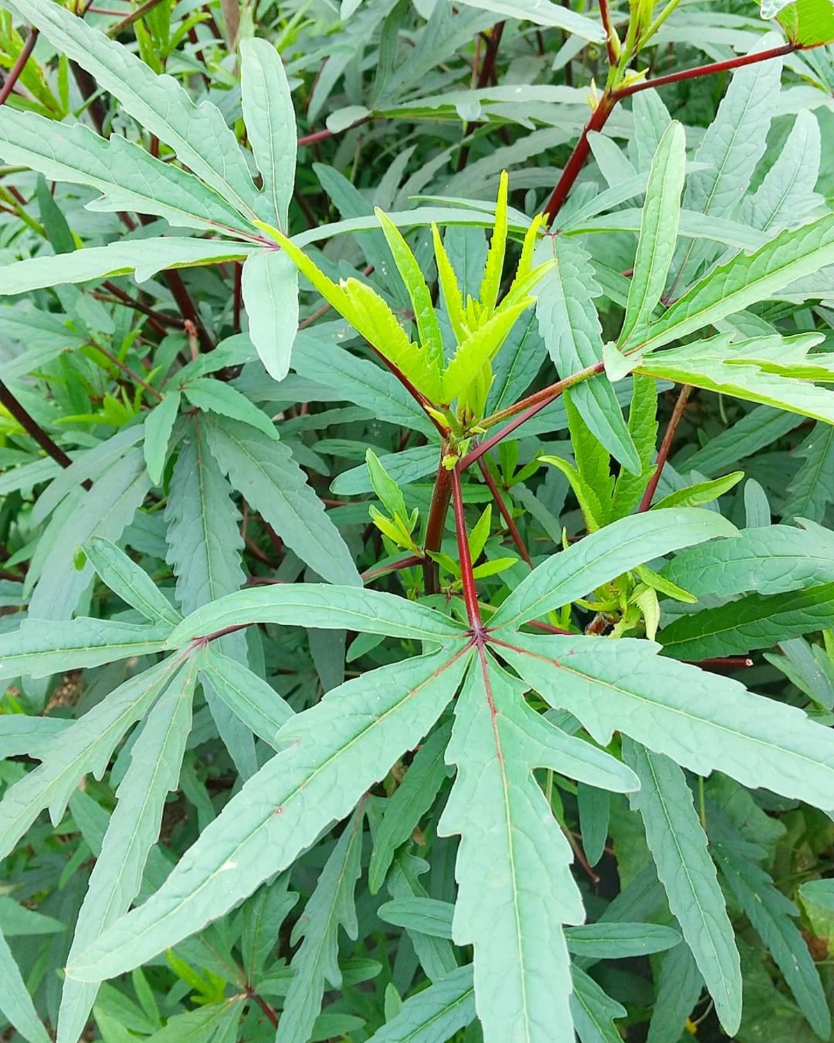 チンバウン ローゼルの葉 100g 無農薬無化学肥料 廣田農園産 廣田農園baseストア鳥部