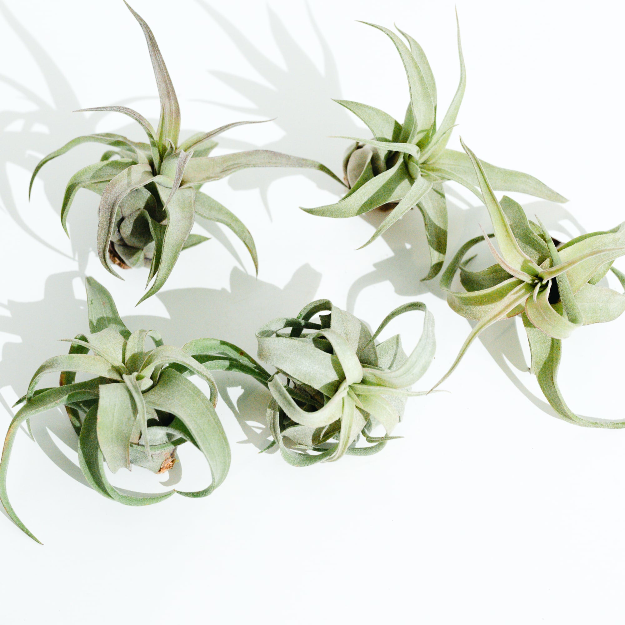 Hoya Silver Dollar ホヤ　シルバーダラー サクララン　大苗 Hoya Silver dollar ホヤ シルバー ダラー ホヤ 希少 ホヤ植物 ホヤの