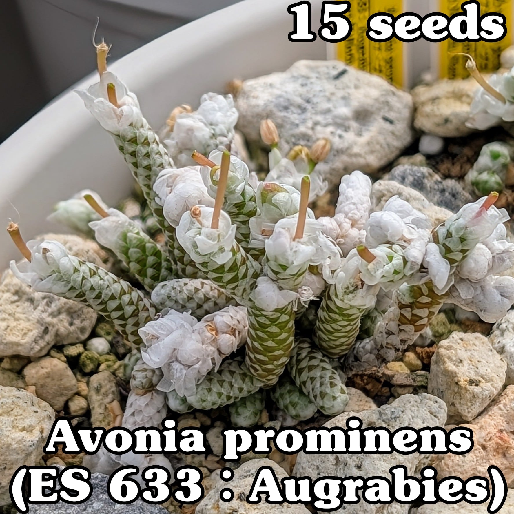 種子(少量パック)/15粒】Avonia prominens (ES 633)/アボニア