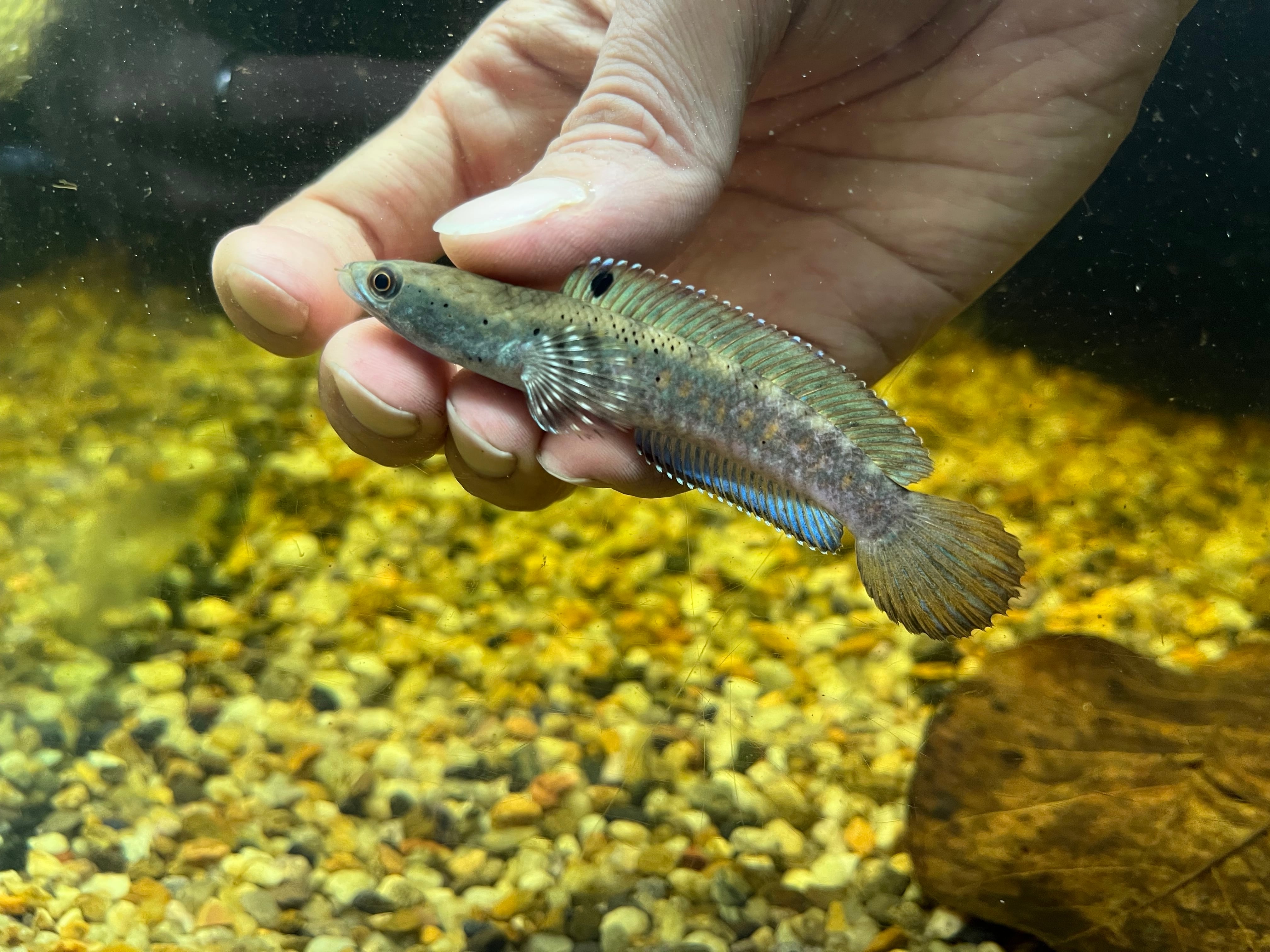 1匹】シンガポール直輸入便WILDチャンナプルクラ6-8cm | アクア