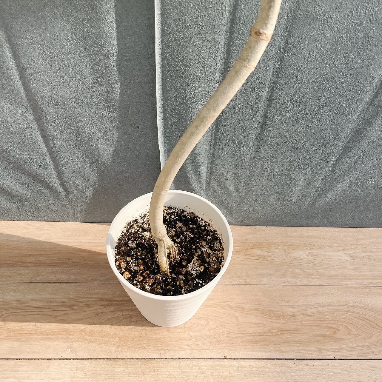 現品］19番 フィカス ウンベラータ 曲がり 7号 観葉植物 室内 ゴムの木