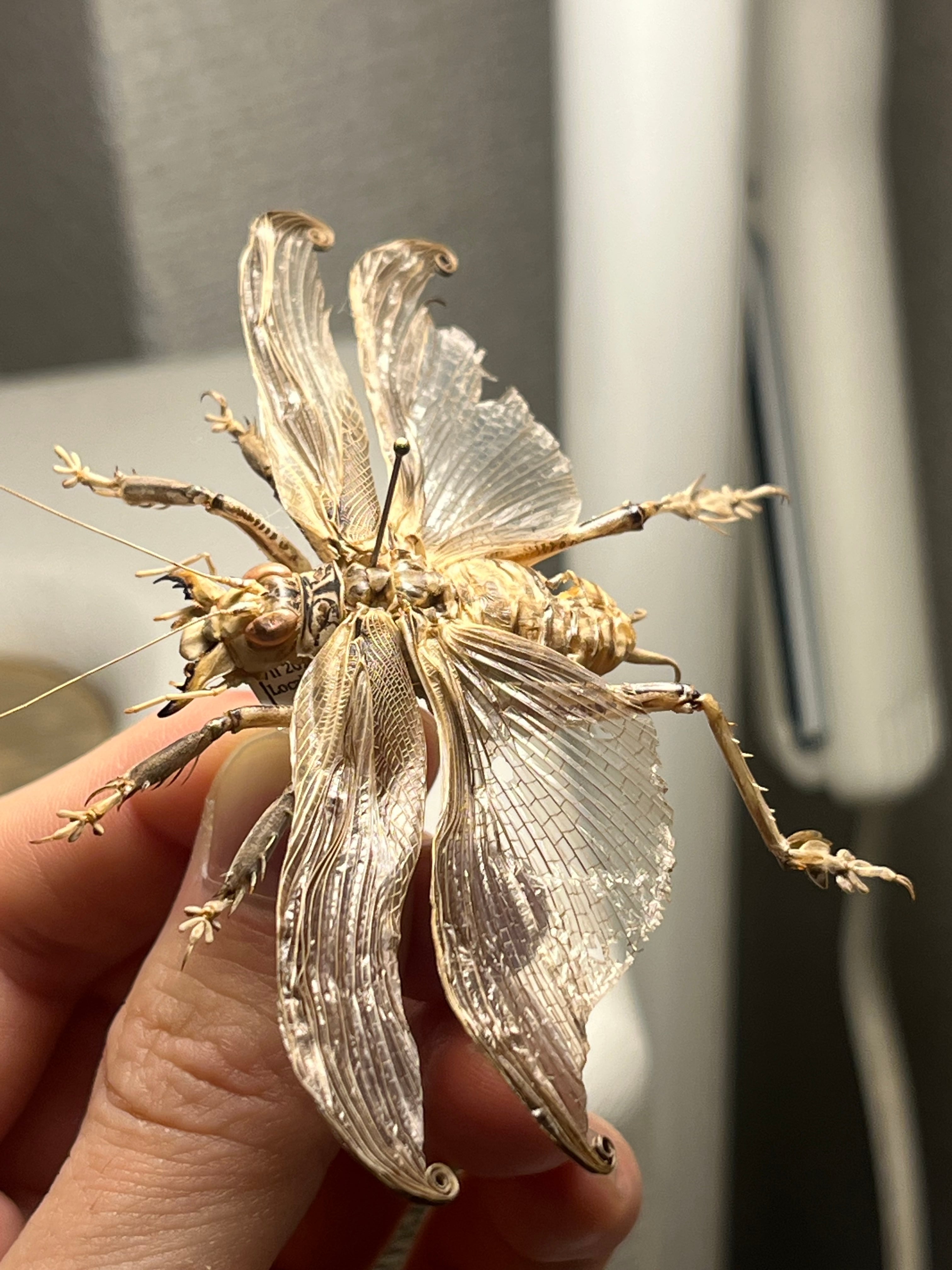 希少産地】中国産のマキバネコロギス 昆虫標本バッタ キリギリス