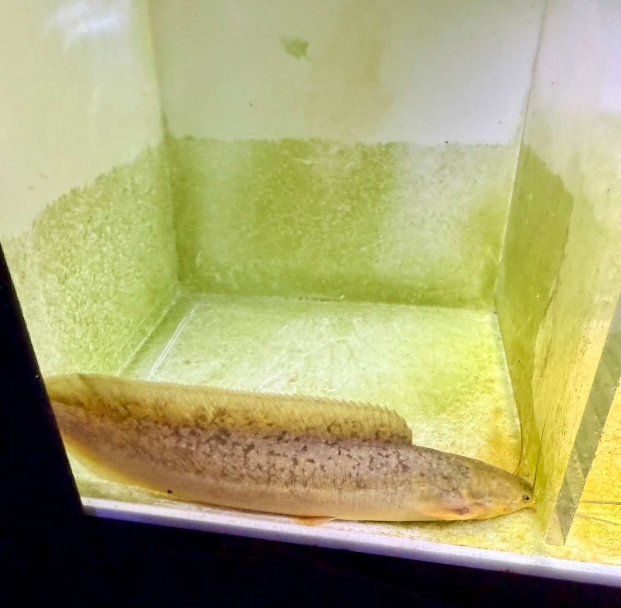 アフリカンクララ - 2