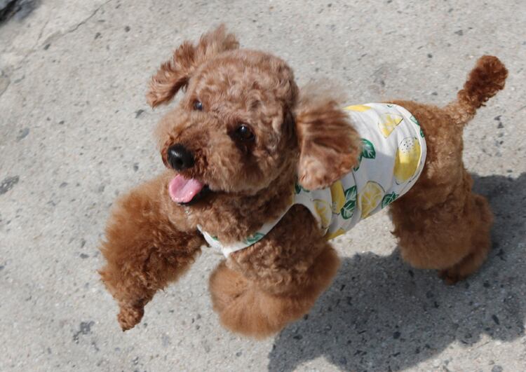 【SALE】summer fruit top S ~ XL / 犬服 春夏 新作 タンクトップ 犬 服 袖なし ドッグウェア ワンコ服