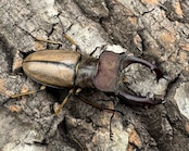 【WD】《デラバイミヤマ 45.5mmペア》