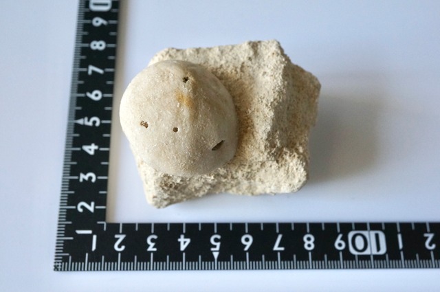 ウニ化石　母岩付き　Rhyncholampas trojanus