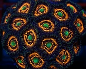 SelectionBaliShip Zoanthus NoName Colony 1