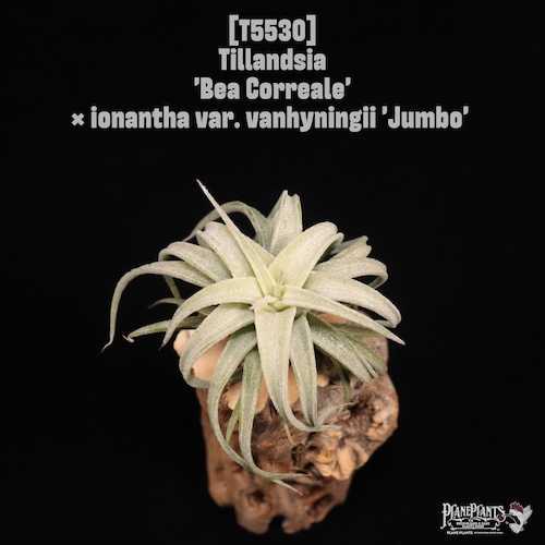 【reserved】'Bea Correale' × ionantha var. vanhyningii 'Jumbo'〔エアプランツ〕現品発送T5530