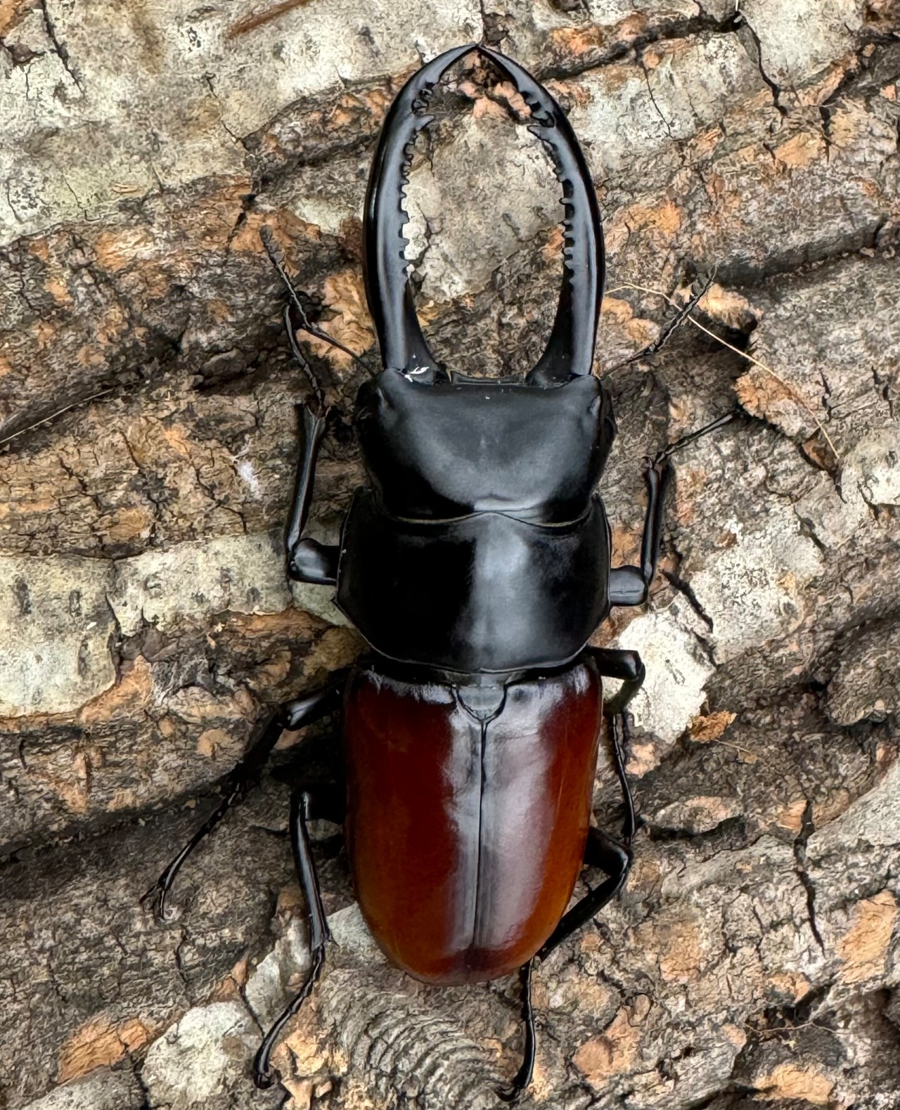 《アローコクワ亜種リエン 74mm ♂♀♀トリオ》