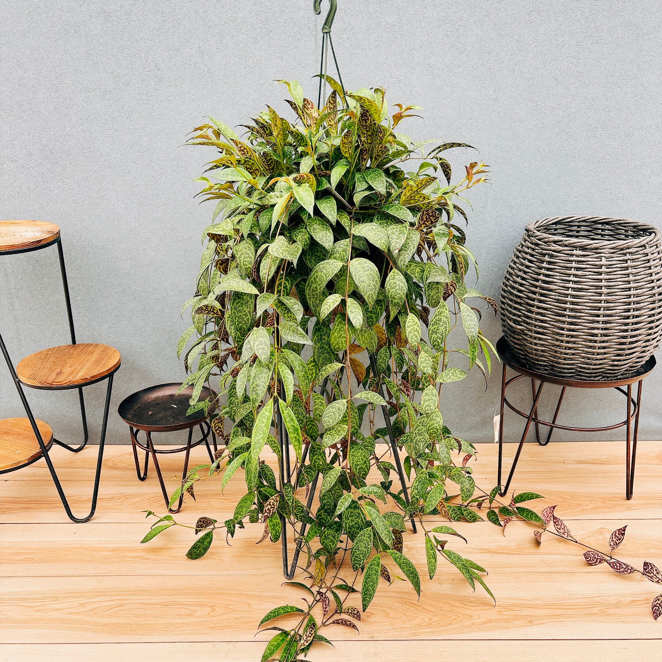 現品］【希少】81番 ドラセナ カンボジアーナ 8号 観葉植物 レア 室内