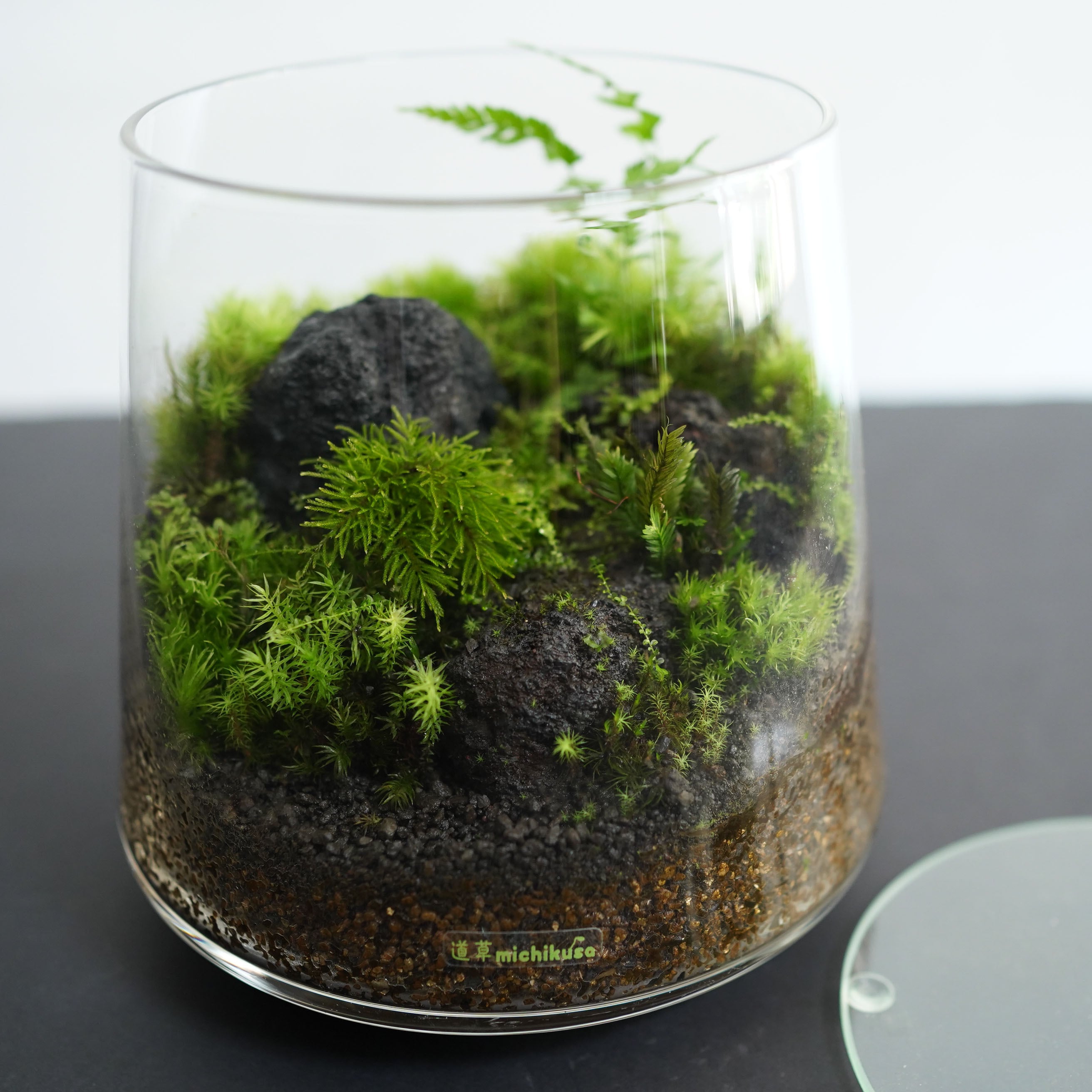 景色を楽しむ苔テラリウム】苔景-富士Fuji ◇フジノマンネングサ入り