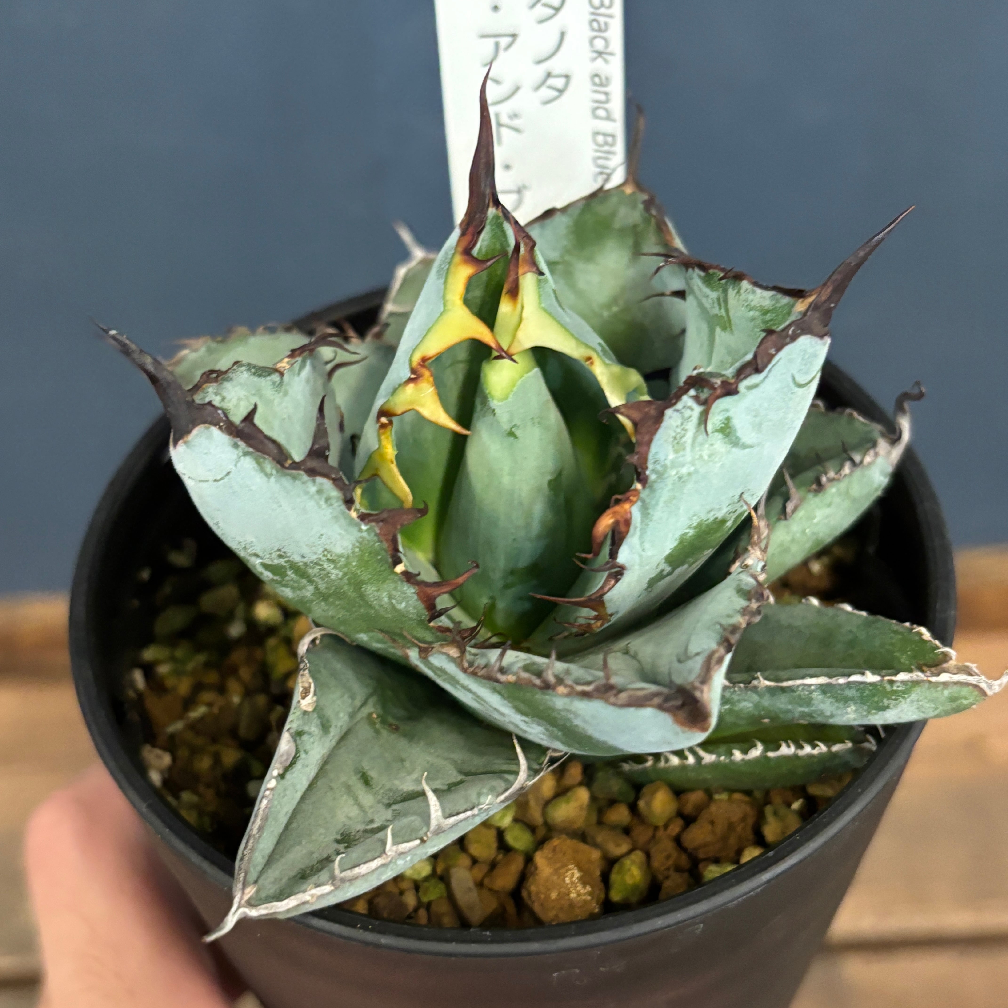 アガベ | PROTOLEAF プロトリーフ