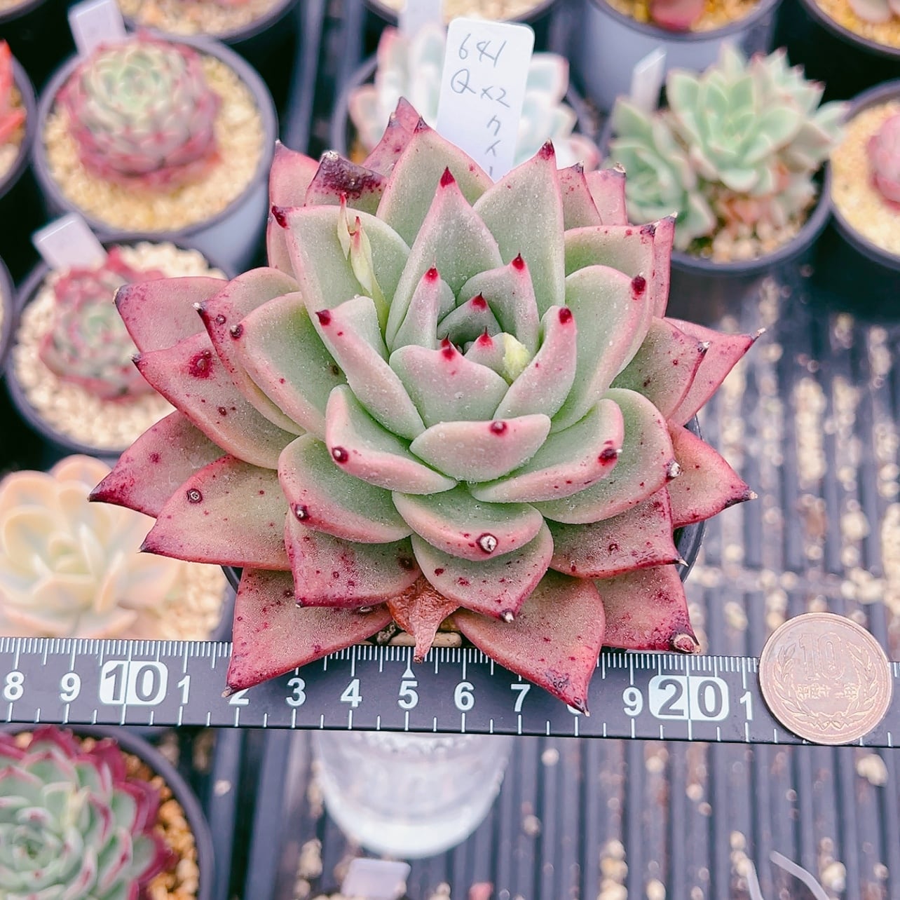 全て韓国苗♡多肉植物♡人気品種レア品種まとめ売り♡寄せ植え