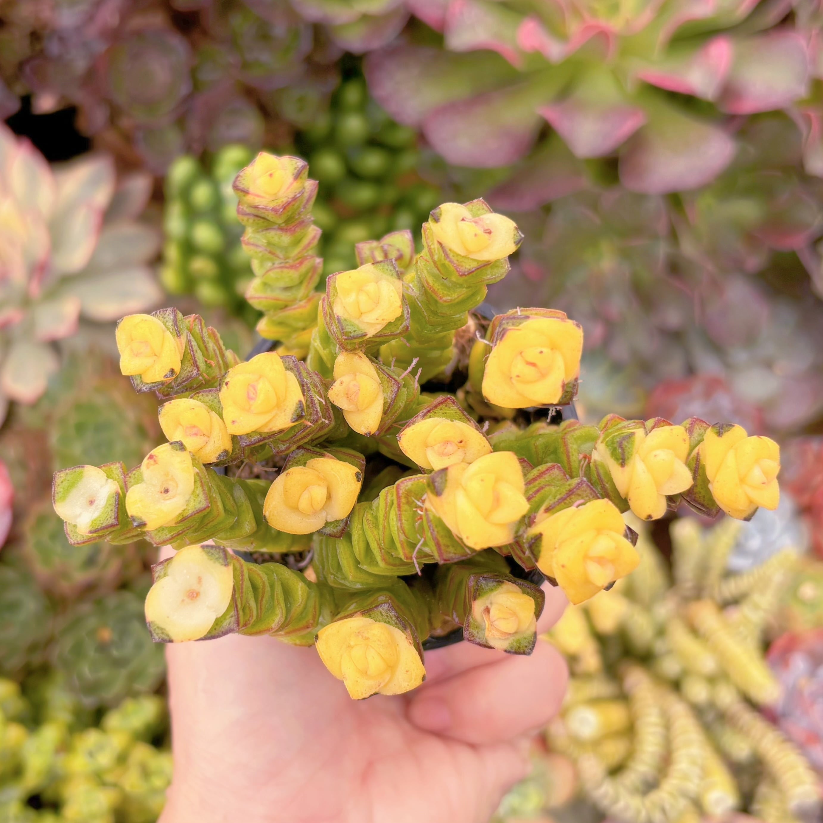 現品　crassula fantasy(黄錦)#2002　新入荷　るる農園