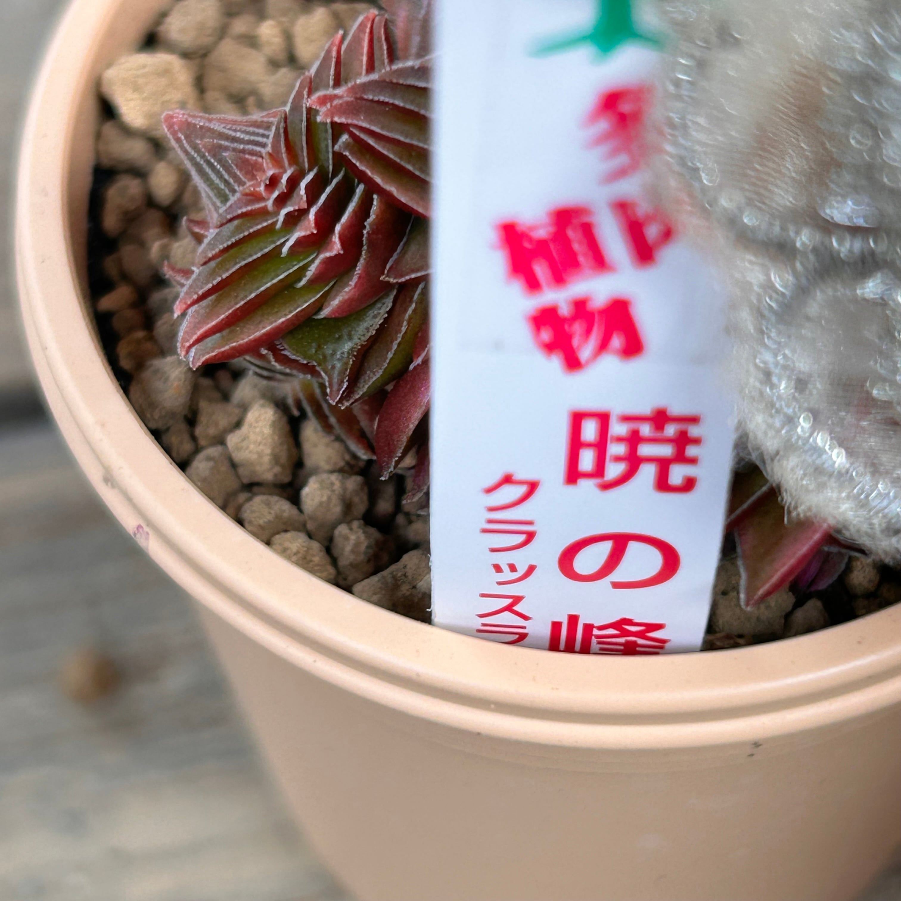茜の塔(いとうぐりーん) | RuPo 多肉植物専門店