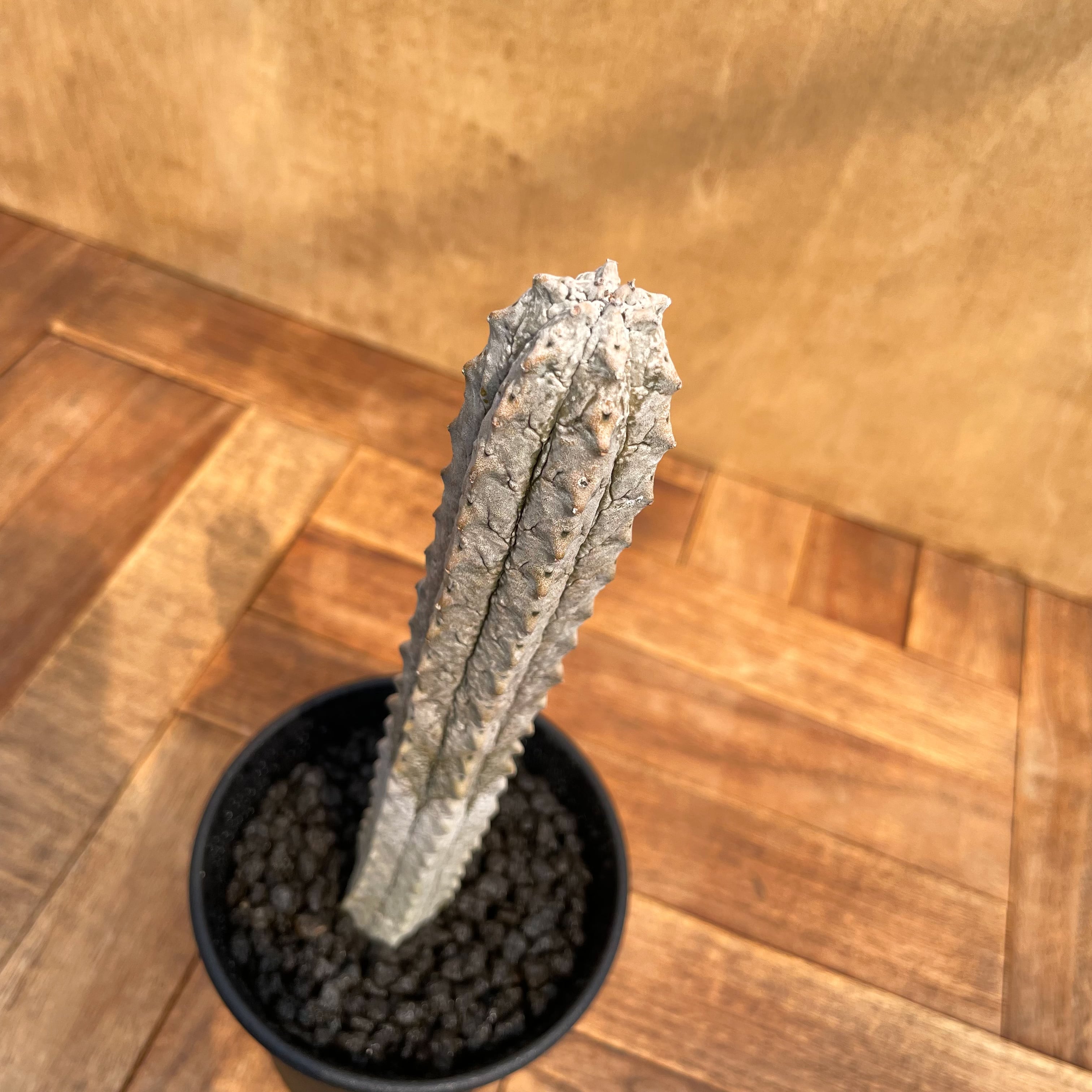 Euphorbia abdelkuri【ユーフォルビア・アブデルクリ】 | RIMO'S GREEN
