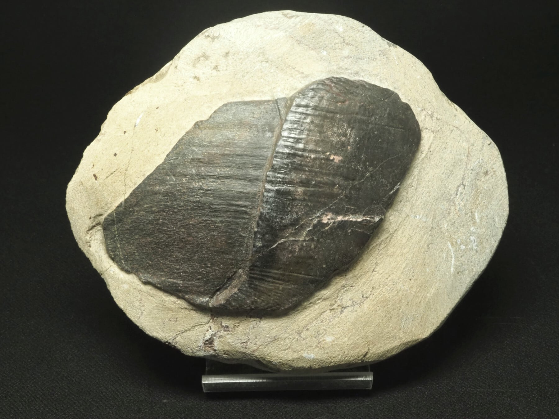 エンセオステウス　placoderm fish　化石 おまけ付き Placoderm / 甲冑魚 | 化石・隕石・鉱物の販売 JURASSIC