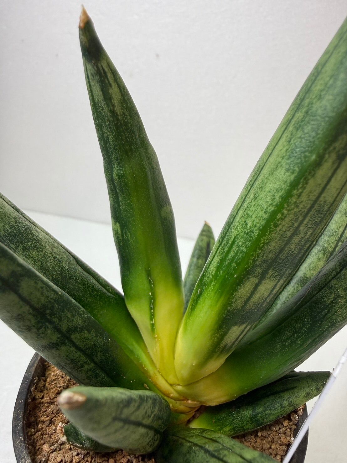 ヘッジホッグ サンセベリア 2.5号 希少 レア 原種希少品種 観葉植物