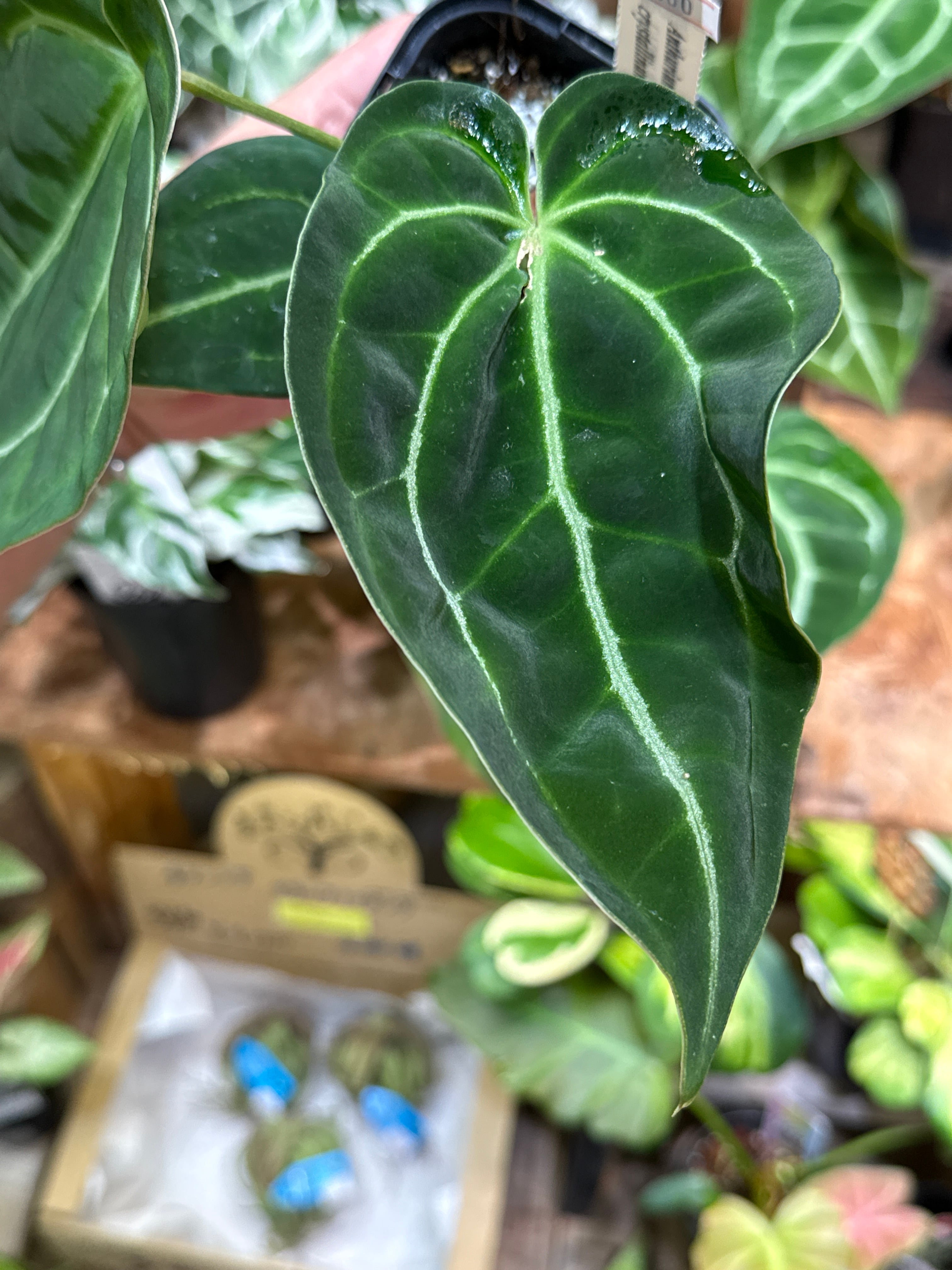 ⑤ アンスリウム クリスタリナム F2 ［UJ］ | Gardenえん 【観葉熱帯植物】