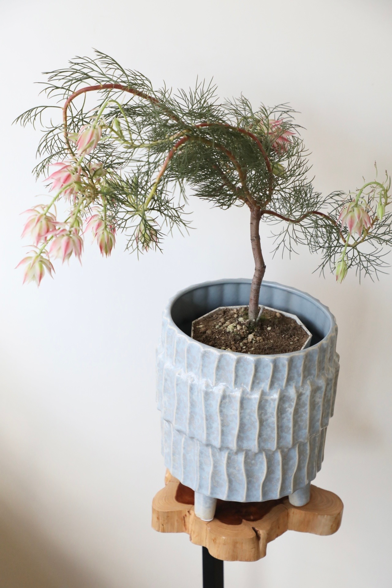 セルリア プリティピンク/Serruria Pretty n Pink ※陶器鉢カバー別売り