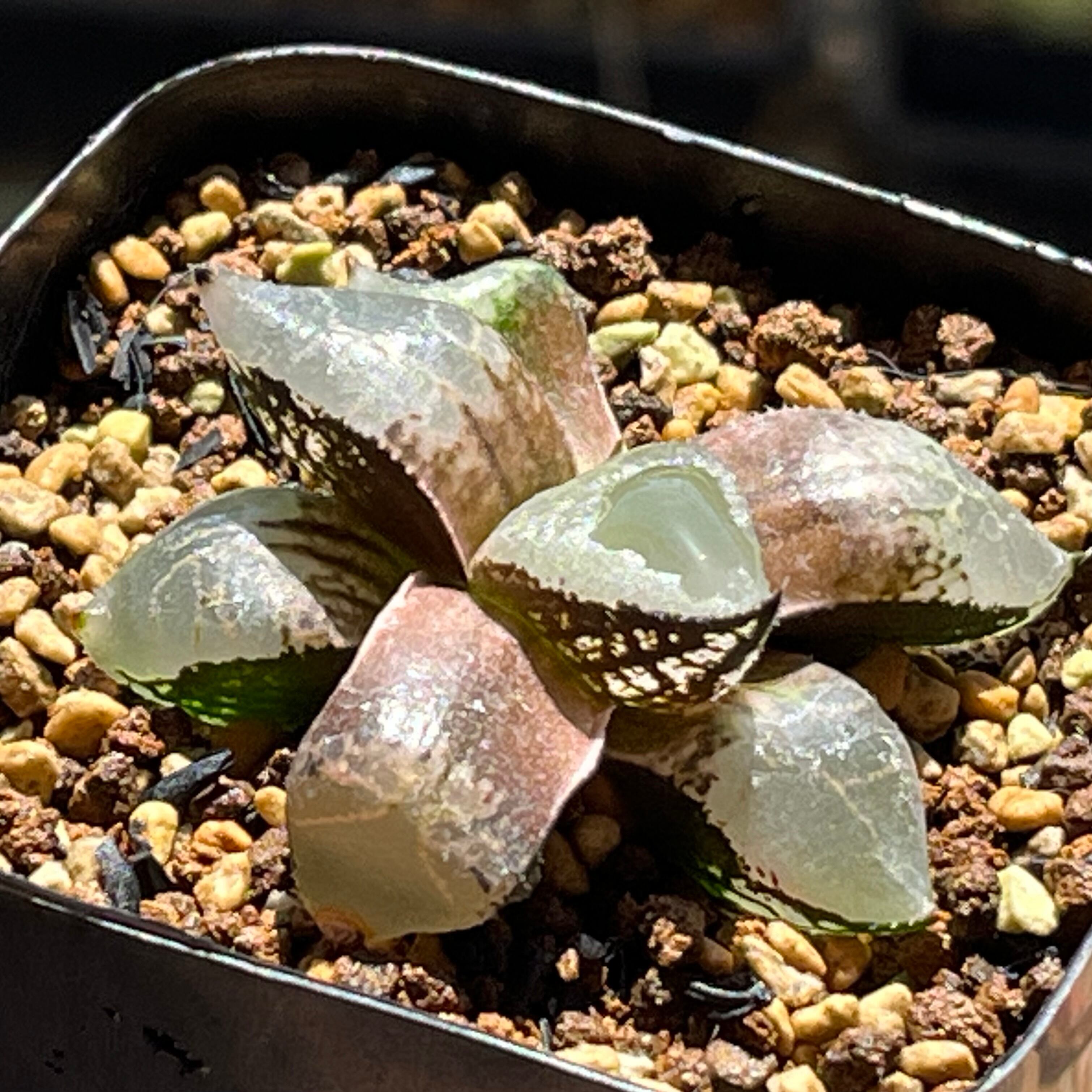 ハオルチア ピグマエアミュータント実生 特異株 | mocono_plants