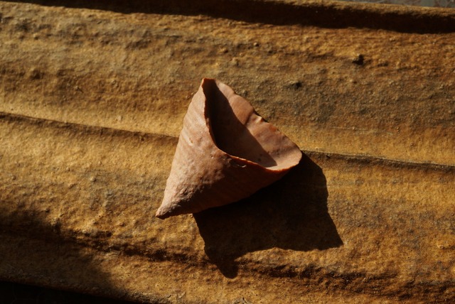 モロッコ産四放サンゴ化石 Calceola sandalina 1529