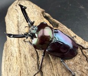 《ニジイロクワガタ 虹瑠璃 52.5mm ペア》ハイマウンテン氏委託個体