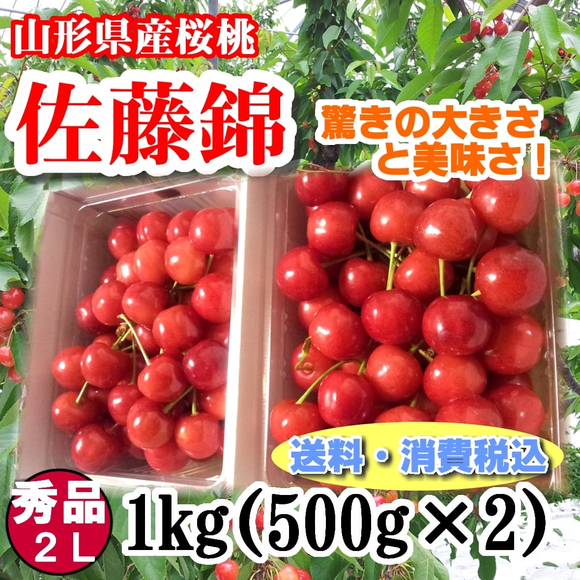 佐藤錦:秀品(2Lｻｲｽﾞ1kgﾊﾞﾗ)　果物屋