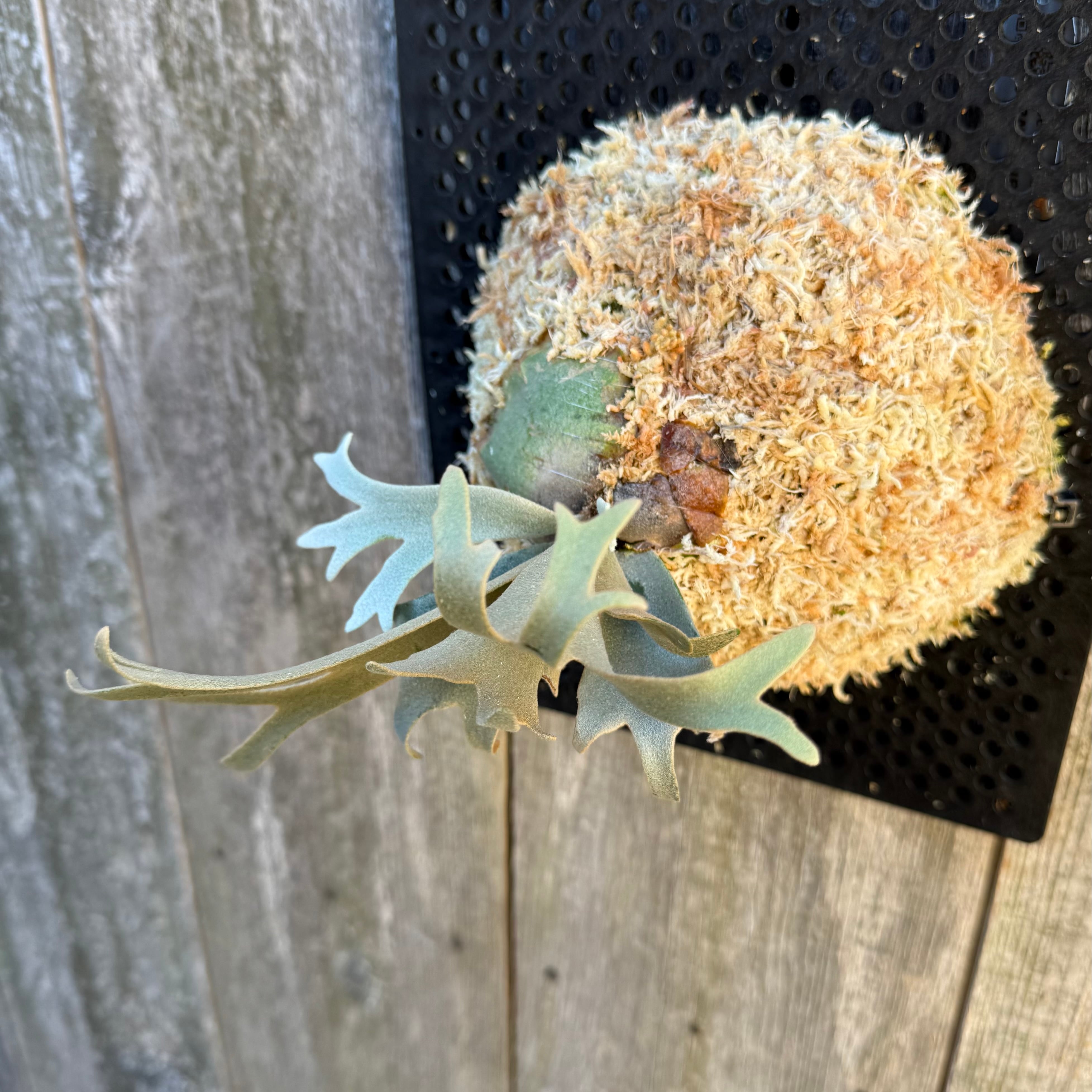 P. willinckii watchara sporelings dwarf (pup) | naturefix